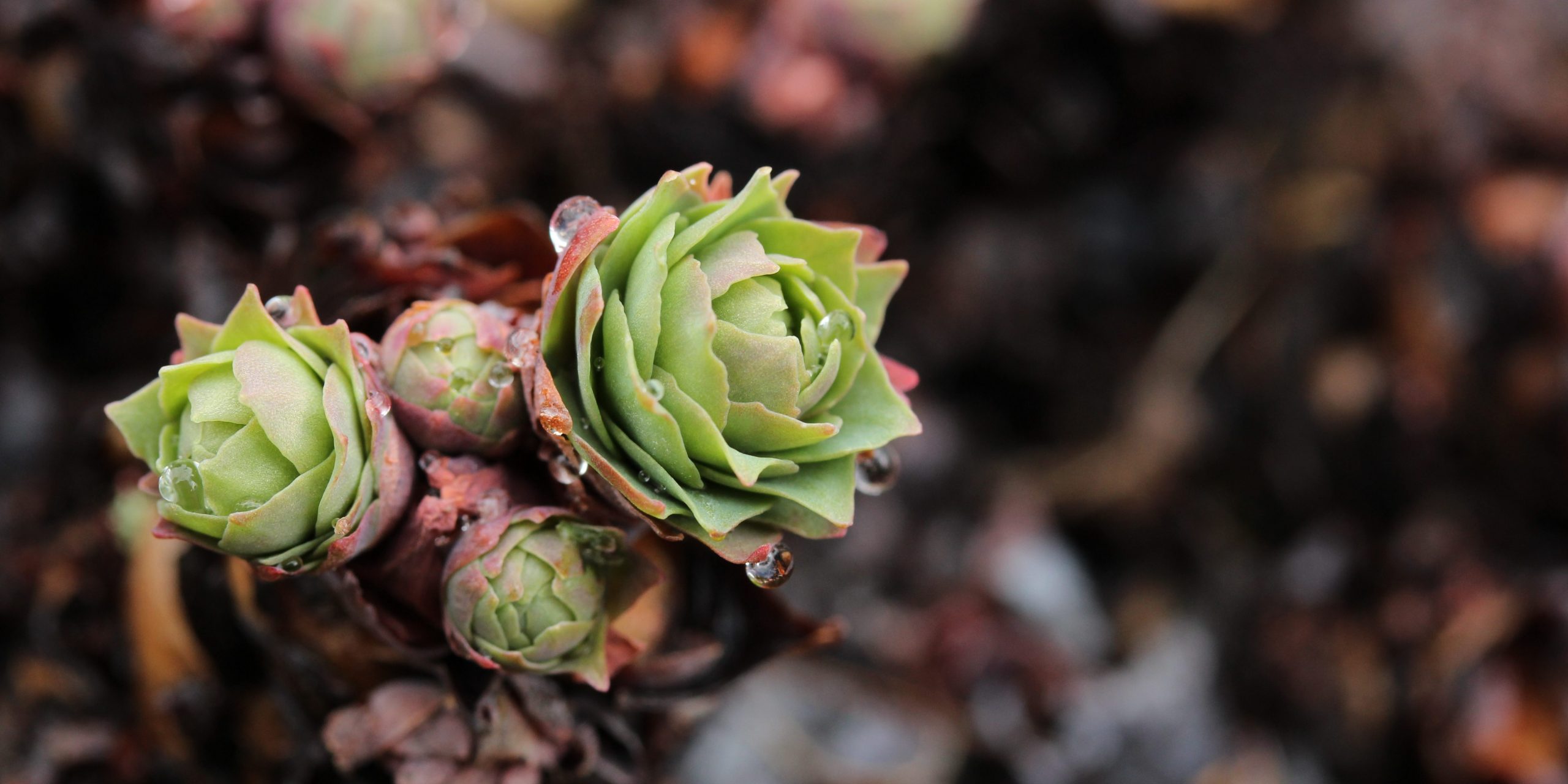 Rhodiola Rosea, principios activos y precauciones de uso