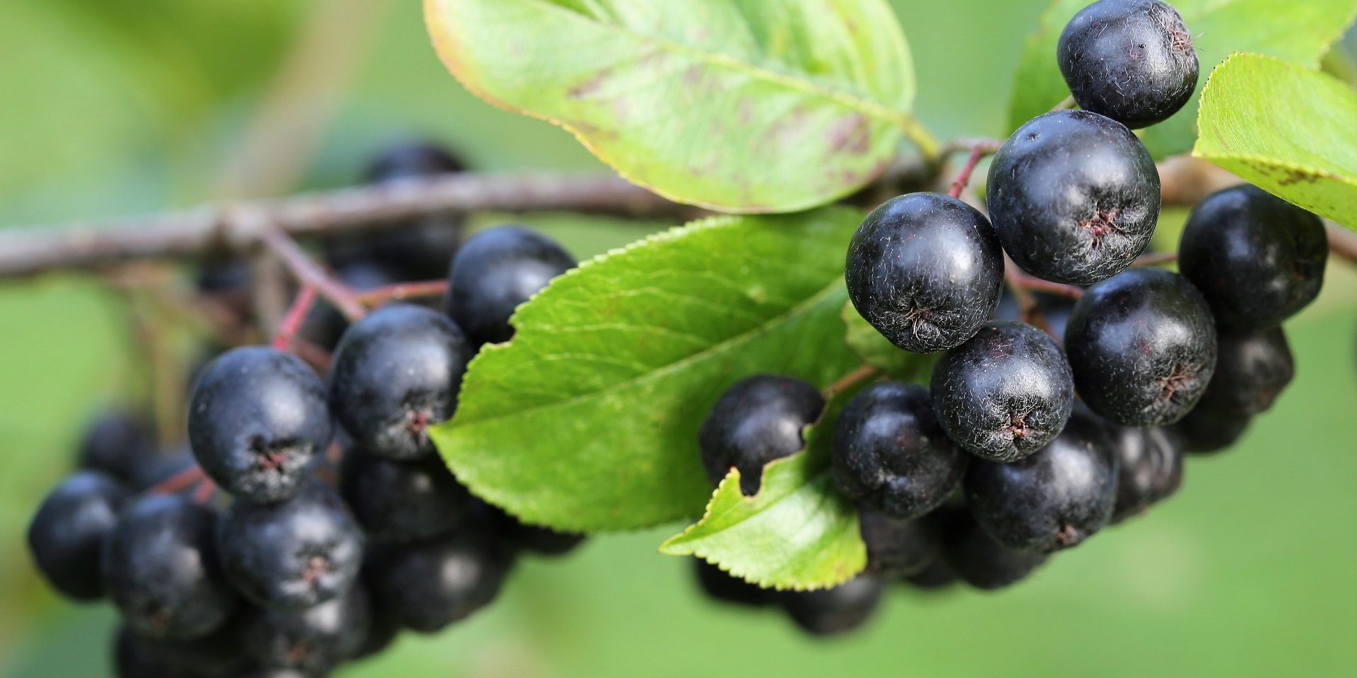 Aronia : « la planta que cura »