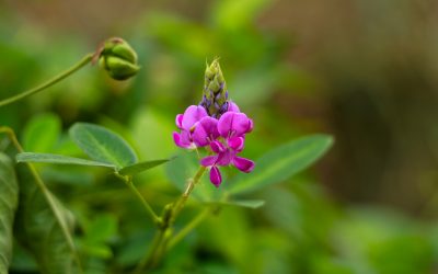 Desmodium: desintoxicación hepática y otras virtudes