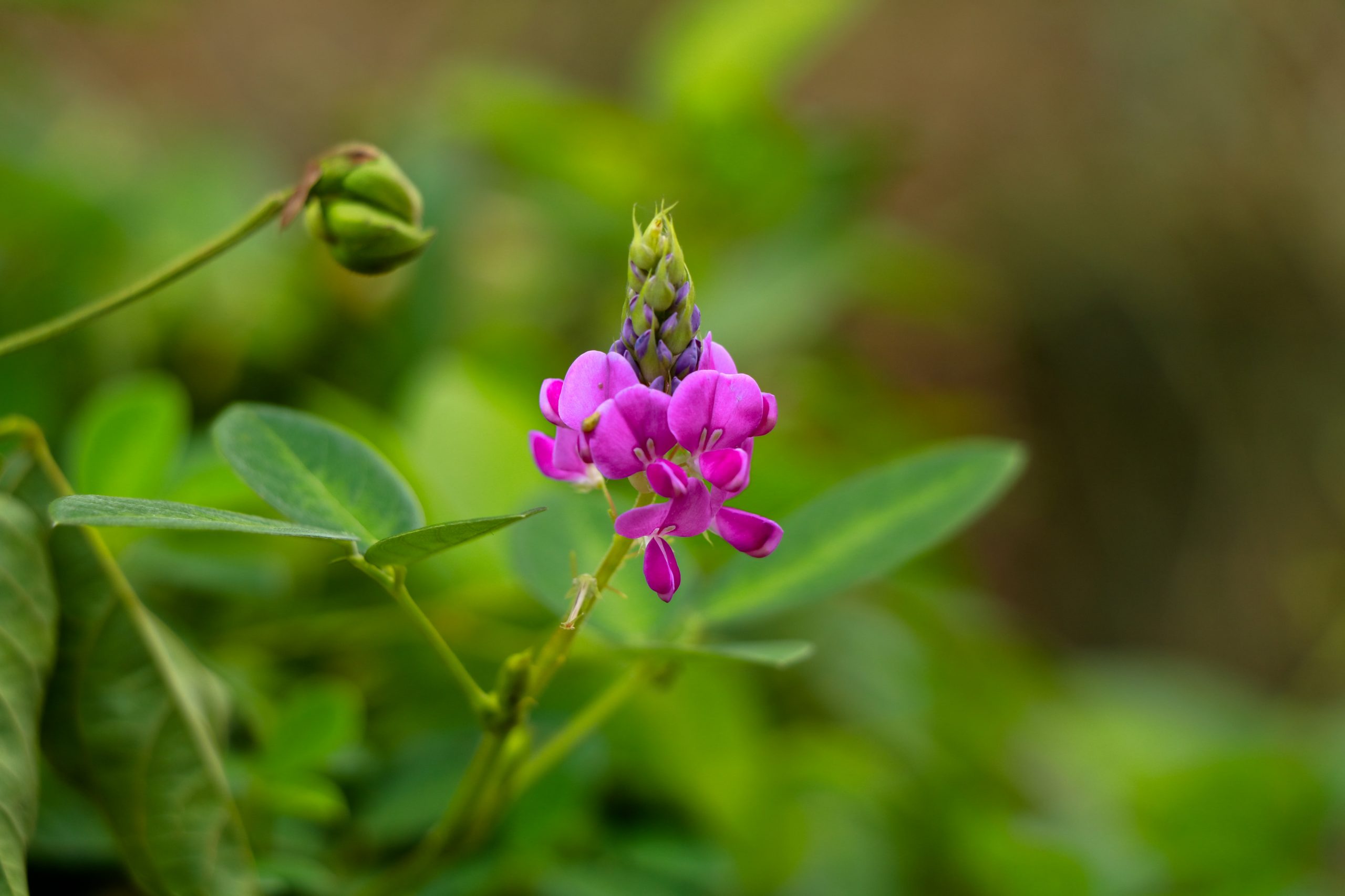 Desmodium